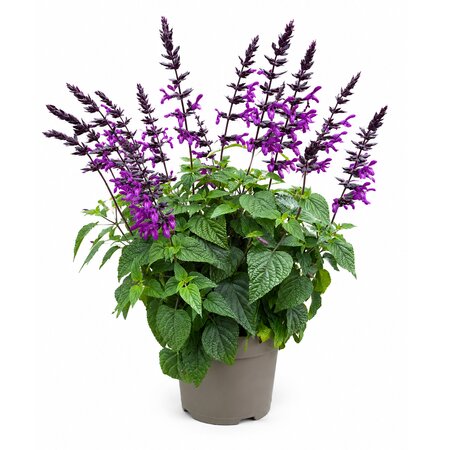 Salvia 'Black & Bloom'