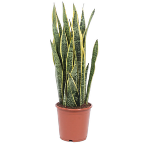 Sansevieria, vanaf
