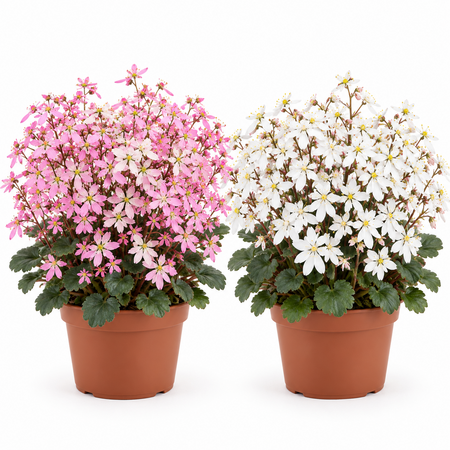 Saxifraga Dancing pixies
