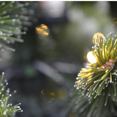 210cm Siberian Spruce + Warm LED - afbeelding 3