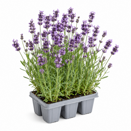 Sixpack Lavendel
