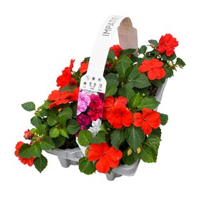 Sixpack zomerbloeiers, div. soorten