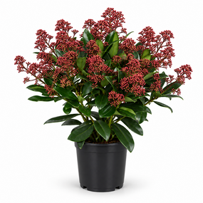 Skimmia rubella