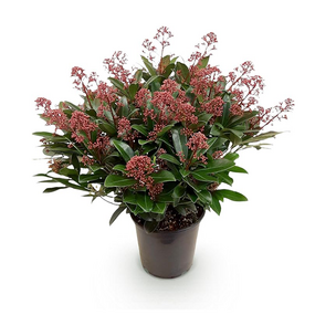 Skimmia Rubella