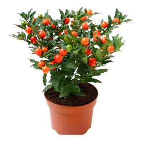 Solanum Pseudocapsicum 'Appeltje der Liefde'