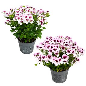 Spaanse geraniums