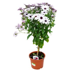 Spaanse margriet op stam