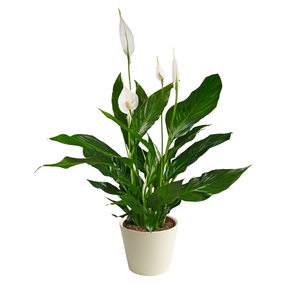Spathiphyllum, vanaf