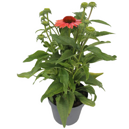 staude echinacea mix 'Zonnehoed' - afbeelding 1