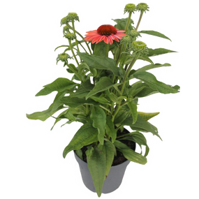 staude echinacea mix 'Zonnehoed' - afbeelding 2