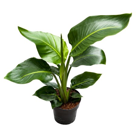 Strelitzia Nicolai ca. 50cm hoog