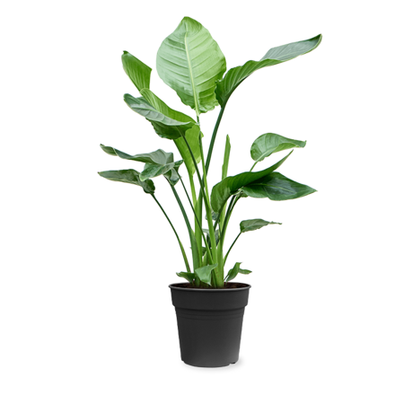 Strelitzia Nicolai, vanaf