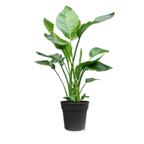 Strelitzia 'Paradijsvogelbloem'