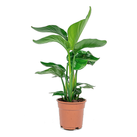 Strelitzia 'Paradijsvogelbloem'
