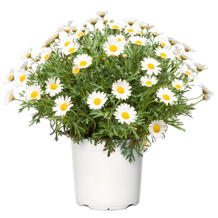 Struikmargriet, vanaf