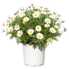 Struikmargriet, vanaf