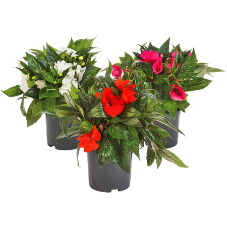 Sunpatiens 'Vlijtig liesje'