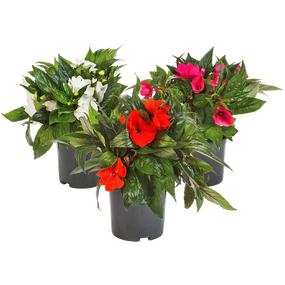 Sunpatiens 'Vlijtig liesje'