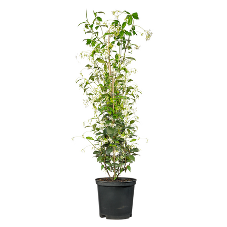 Toscaanse jasmijn ''Trachelospermum jasminoides'', vanaf