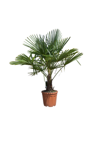 Chinese waaierplam - Trachycarpus fortunei - 140cm