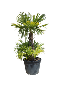 Chinese waaierplam - Trachycarpus fortunei - 300cm