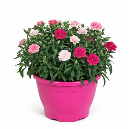 Tuinanjers - afbeelding 1