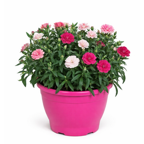 Tuinanjers - afbeelding 1