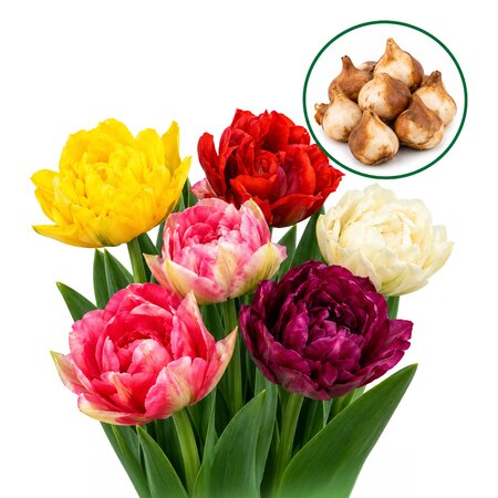 Tulipa Double Mix (15 stuks)