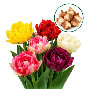 Tulipa Double Mix (15 stuks)