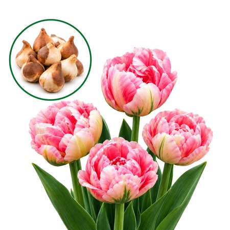 Tulipa Upstar (10stuks)