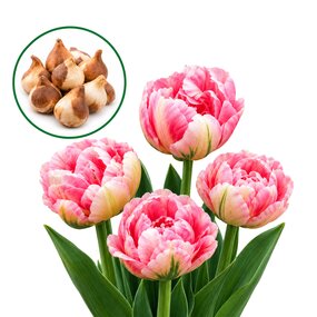 Tulipa Upstar (10stuks)