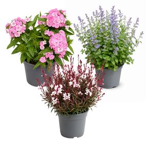 Vaste planten