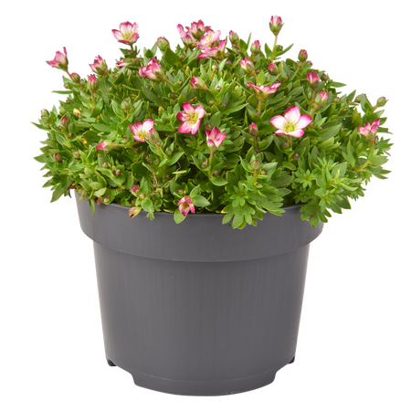 Vaste planten - afbeelding 2