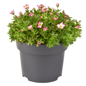 Vaste planten - afbeelding 2