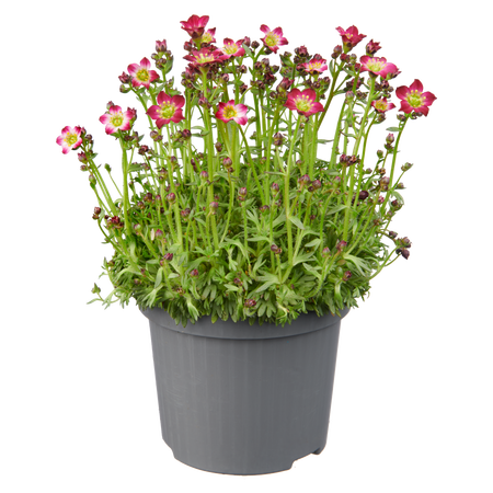 Vaste planten - afbeelding 3