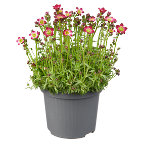 Vaste planten - afbeelding 3