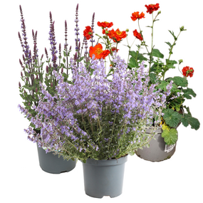 Vaste planten