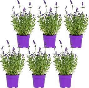 Vaste planten per tray 6 stuks
