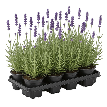 Vaste planten per tray