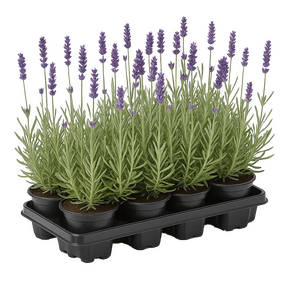 Vaste planten per tray