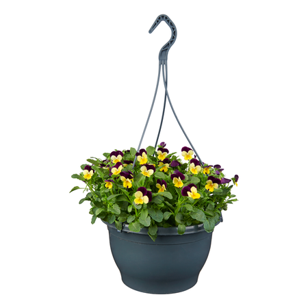 Violen in hangpot