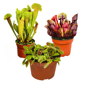 Vleesetende planten, vanaf