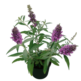 Vlinderstruik (Buddleja), vanaf