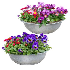 Voorjaarsbloeiers in zinken schaal