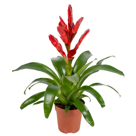 Vriesea Bromelia