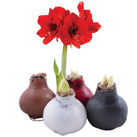 Waxamaryllis, diverse soorten vanaf