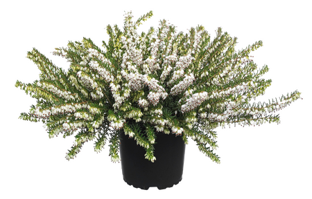 Winterheide 'Erica Darleyensis' - afbeelding 2