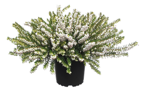 Winterheide 'Erica Darleyensis' - afbeelding 2
