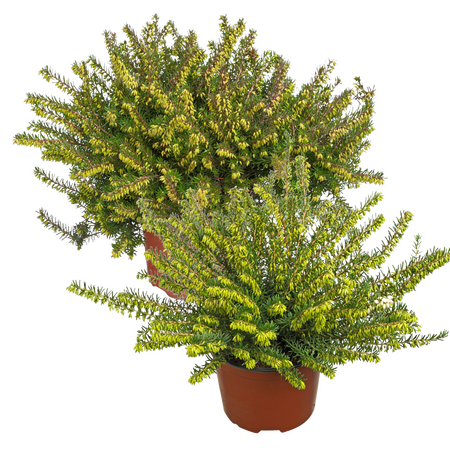 Winterheide 'Erica Darleyensis'