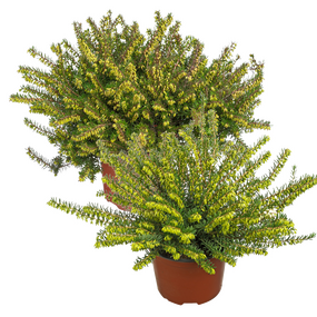 Winterheide 'Erica Darleyensis'